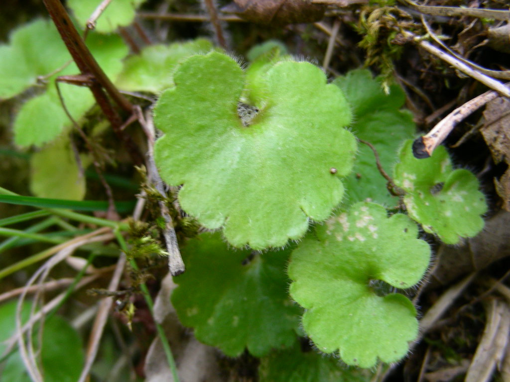 Solamente le foglie ... - Umbelicus sp. e Saxifraga?